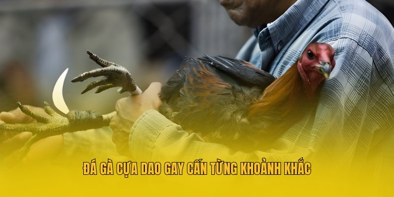 Đá Gà Cựa Dao MM88 - Mãn Nhãn Với Từng Trận Đấu Đỉnh Cao 2 Đá gà cựa dao gay cấn từng khoảnh khắc