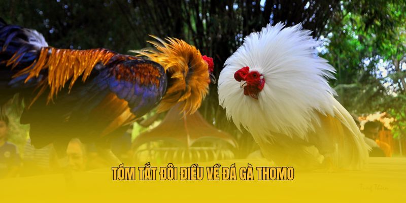 Đá Gà Thomo MM88: Bí Quyết Dự Đoán Bách Chiến Bách Thắng 2 Tóm tắt đôi điều về đá gà thomo