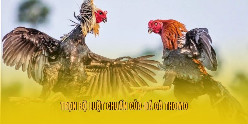 Đá Gà Thomo MM88: Bí Quyết Dự Đoán Bách Chiến Bách Thắng 3 Trọn bộ luật chuẩn của đá gà thomo